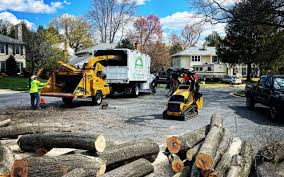 How Our Tree Care Process Works  in  Stanley, ND