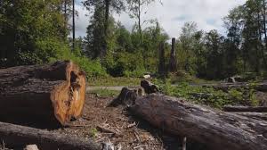 Leaf Removal in Stanley, ND